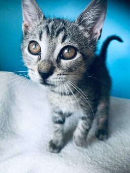 ZIGGY SI HĽADÁ DOMOV VO VNÚTRI - 4