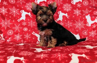 Yorkshire terrier - 4