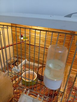 Astrild, amadina, amada, drobotina - 4