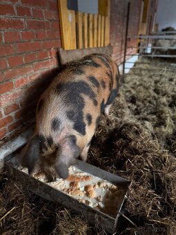 Prasiatko na predaj - 4