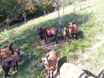 Kamerunska ovca, kamerunske ovce - 4