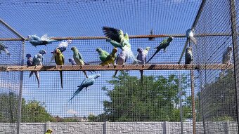 Alexandre malé 03/2025 - 4