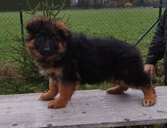 Nemecký ovčiak - 4