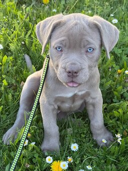 Bandog - 4