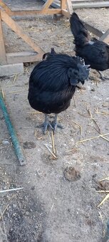 Ayam cemani - 4