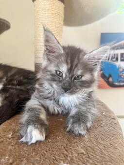 Maine coon / mainska myvalia s PP - 4