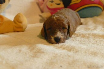 Mini goldendoodle - 4