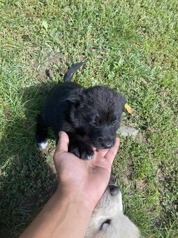 Šteniatka Akita inú - 4