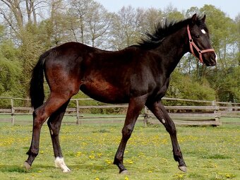 appaloosa žrebček - 4