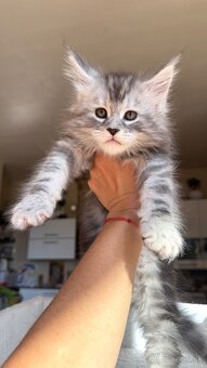❣️Mainská Mývalia ❣️mačiatka s PP Maine Coon - 4