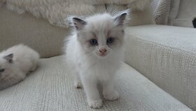 ragdoll,radgoll mačiatka k odberu - 4