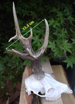 parožie, trofeje, parohy ,trofej - 4