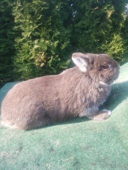 Zakrslý bielopesíkatý havanovitý - 4