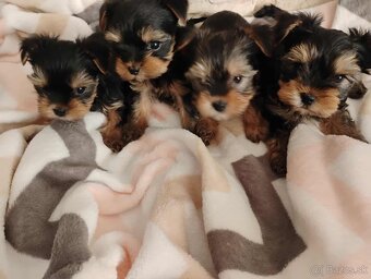 Yorkshirsky teriér mini - 4