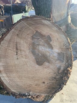 Predám kmeň javora - 4