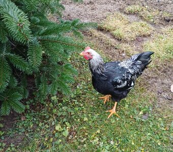 Kohút plemeno Barneveld - 4