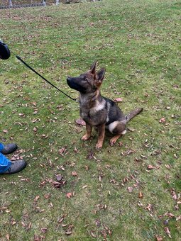 Fenka NO - FIALKA - 4