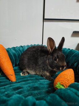Malé klbká na adopciu - 4