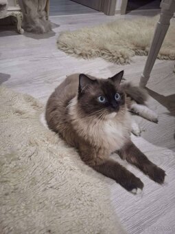 Ragdoll mačiatka - 4