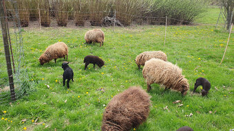 Mini ovečky Ouessant - 4
