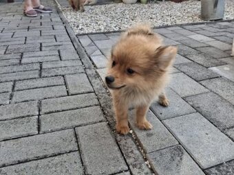 Pomeranian spic - 4