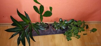 Mix izbových rastlín - 4