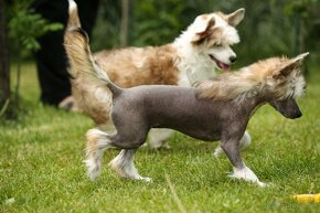 Čínsky chocholatý pes - šteniatka - 4