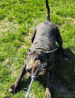 Bullterrier - 4