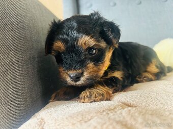 Yorkshire Terrier - 4