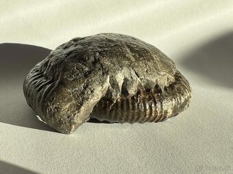 Predám peknú originálnu fosíliu amonita z obdobia jury - 4