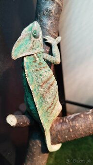 Chameleon jemensky – par - 4