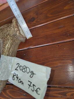 Predám jelenie parohy - 4