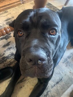 Pes na krytie Cane Corso 3 ročný - 4