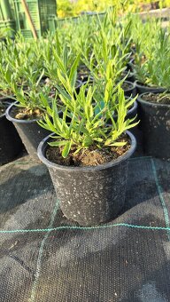 Lavandula - 4 druhy - 4