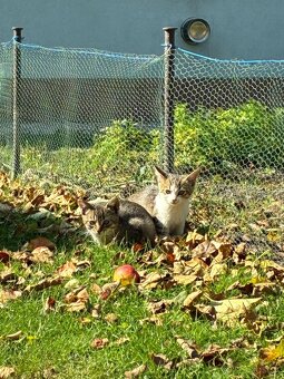 Darujem mačiatka - 4