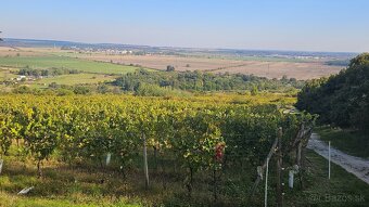 Registrovaný, obrábaný vinič 14,7 áru - 4