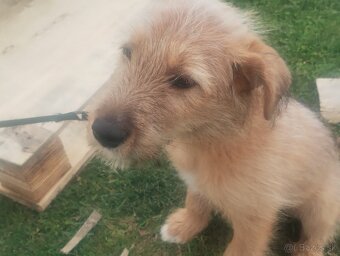 Darujem šteniatko - 4