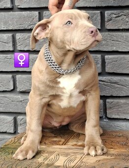 🔥 AMERICAN BULLY 🔥 - 4