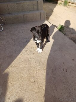 Staford x Labrador - 4