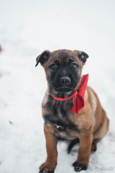 Belgický ovčiak šteniatka s PP - 4