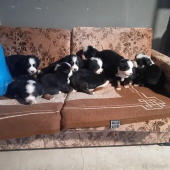 Bernsky  salašnícky pes - 4