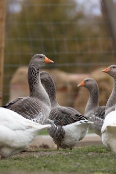 Predalm ruanské kačky, káčerov a husi - 4