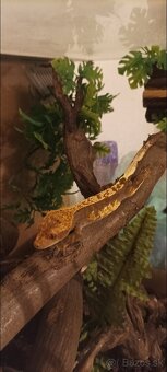 Pagekon riasnatý - 4