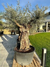 Olivovník európsky (Olea europaea) - 4