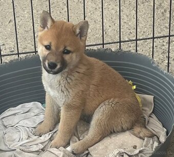 Shiba inu - 4