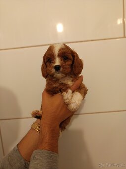 Cavapoo - 4