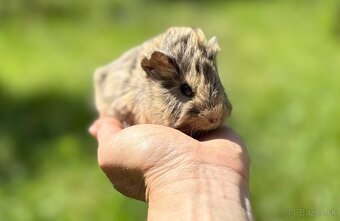 Morské prasiatka - cukríková samička - 4