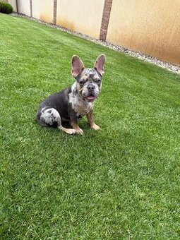 Francuzsky buldoček blue tan merle fenka , isabella fenka - 4