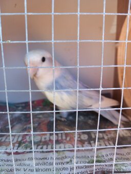 Agapornis ružovohrdlý - 4