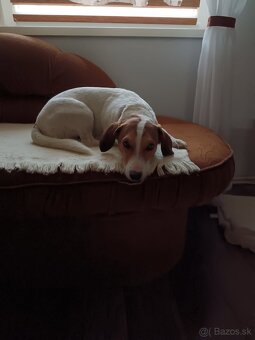 Beagel x Jack Russel teriér - 4
